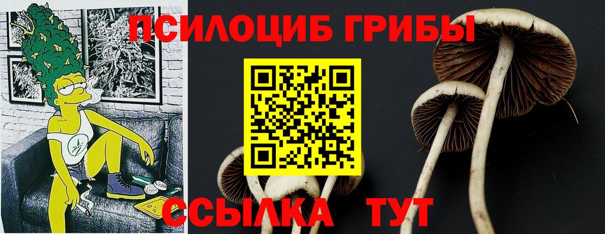 Псилоцибиновые грибы Psilocybe Междуреченск